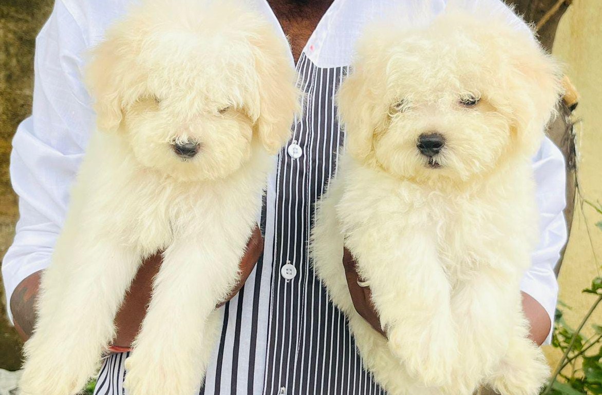 Pure bred maltese puppies for sale in kolkata