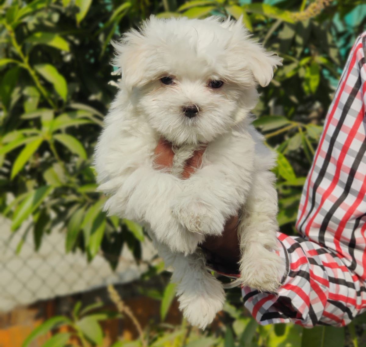 Maltese puppies for sale online in kolkata