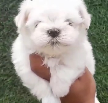 Maltese dog kennel in kolkata