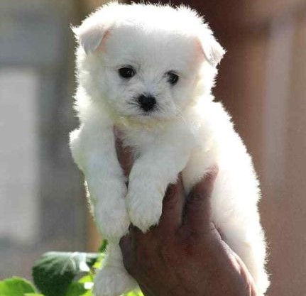 Buy maltese puppies in pune