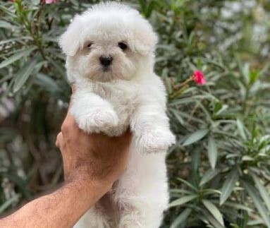 Maltese puppies for sale online in pune