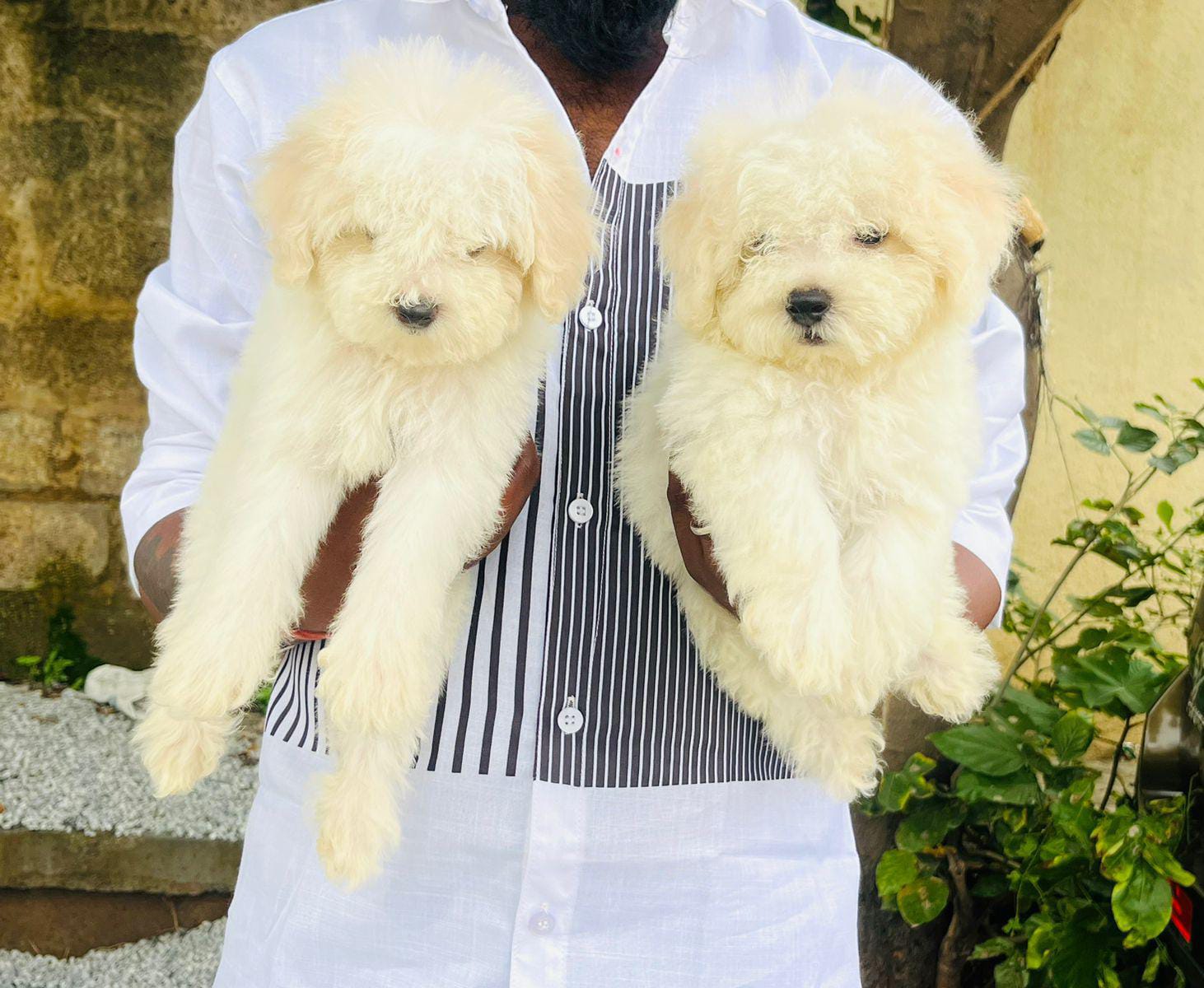 Maltese puppies price in pune