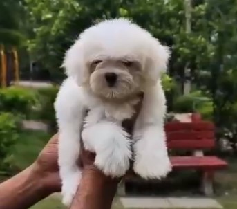 Champion lineage maltese puppies for sale in pune