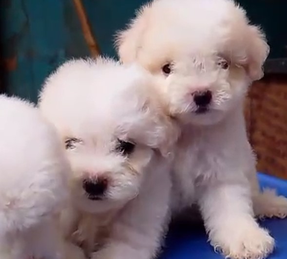 Maltese dog for sale in pune