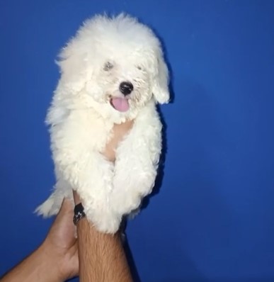 Maltese dog breeder in pune