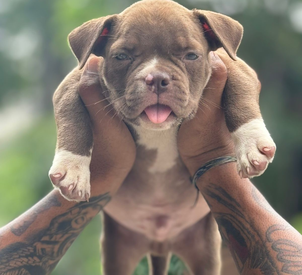 Pitbull Price In Bangalore - Doggywala