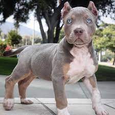 Pitbull puppy price in Delhi