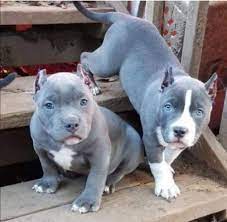 Pitbull dog price in Delhi