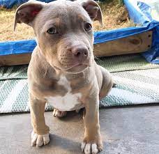 Pitbull male puppy price in Delhi