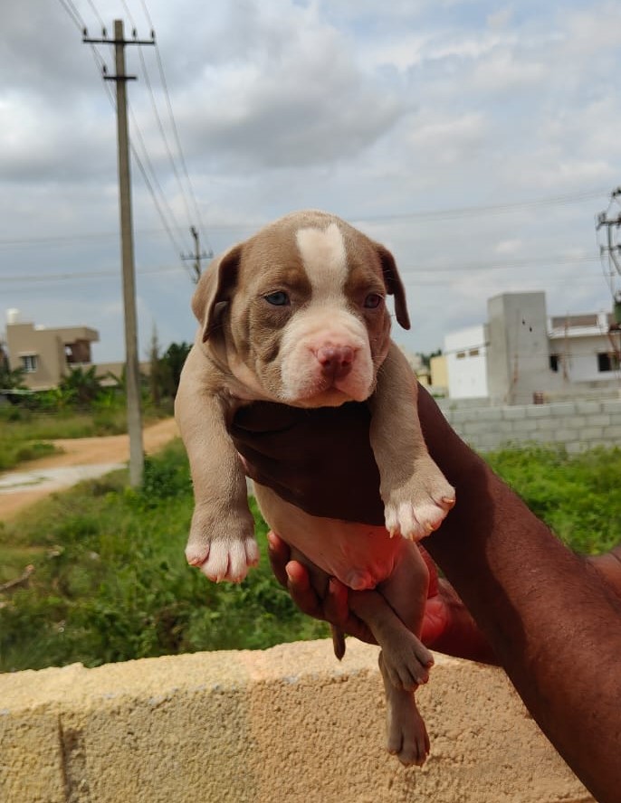 Pitbull price in India