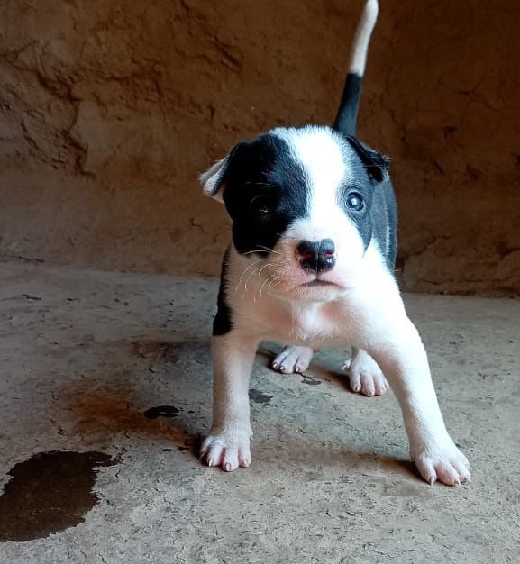 Pitbull male puppy price in India