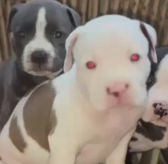 Pitbull dog for sale in India