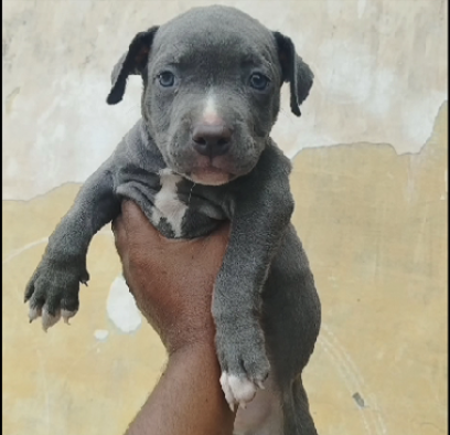 Pitbull pet store in India