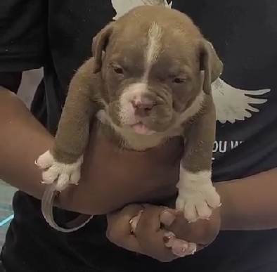 Pitbull puppy price in Jaipur