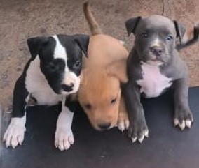 Pitbull dog breeder in kolkata