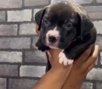 Buy pitbull puppies in kolkata