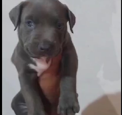 Buy pitbull puppies in mumbai