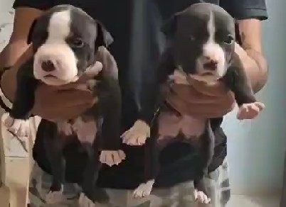 Pitbull puppies for sale online in mumbai