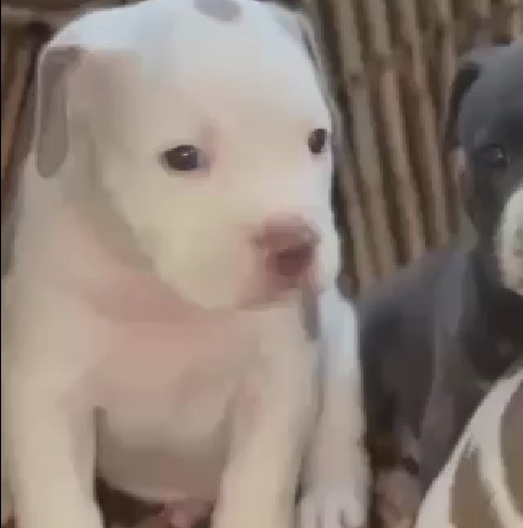 Pitbull dog breeder in mumbai