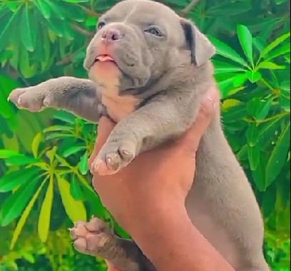 Champion lineage pitbull puppies for sale in mumbai