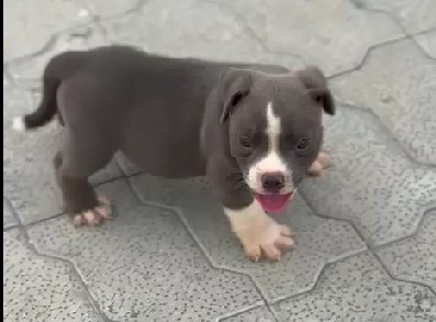 Pitbull pet shop in mumbai