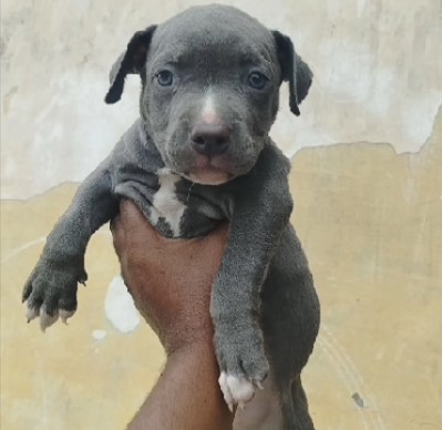 Pitbull puppies for sale online in pune