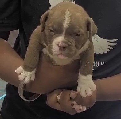 Pitbull female puppies for sale in pune