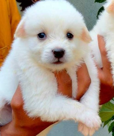 Pomeranian dog for sale in Jaipur