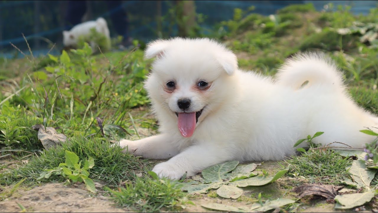 Pomeranian dog price in Delhi