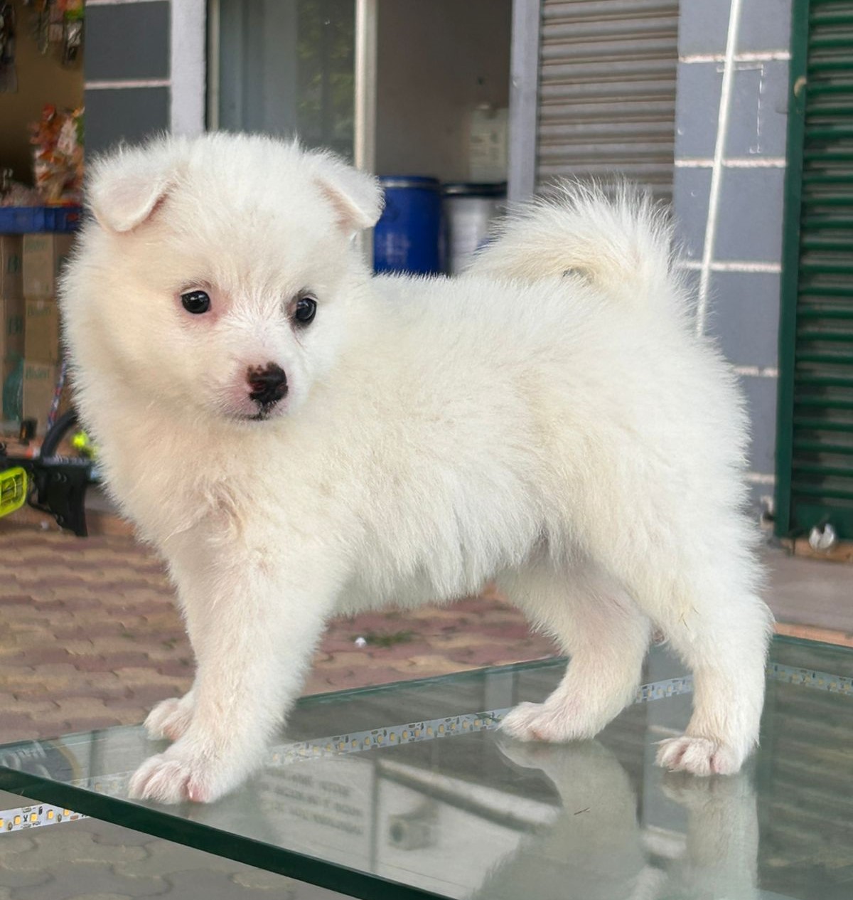 Pomeranian pet shop in Delhi