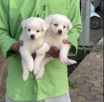 Pomeranian price in Jaipur