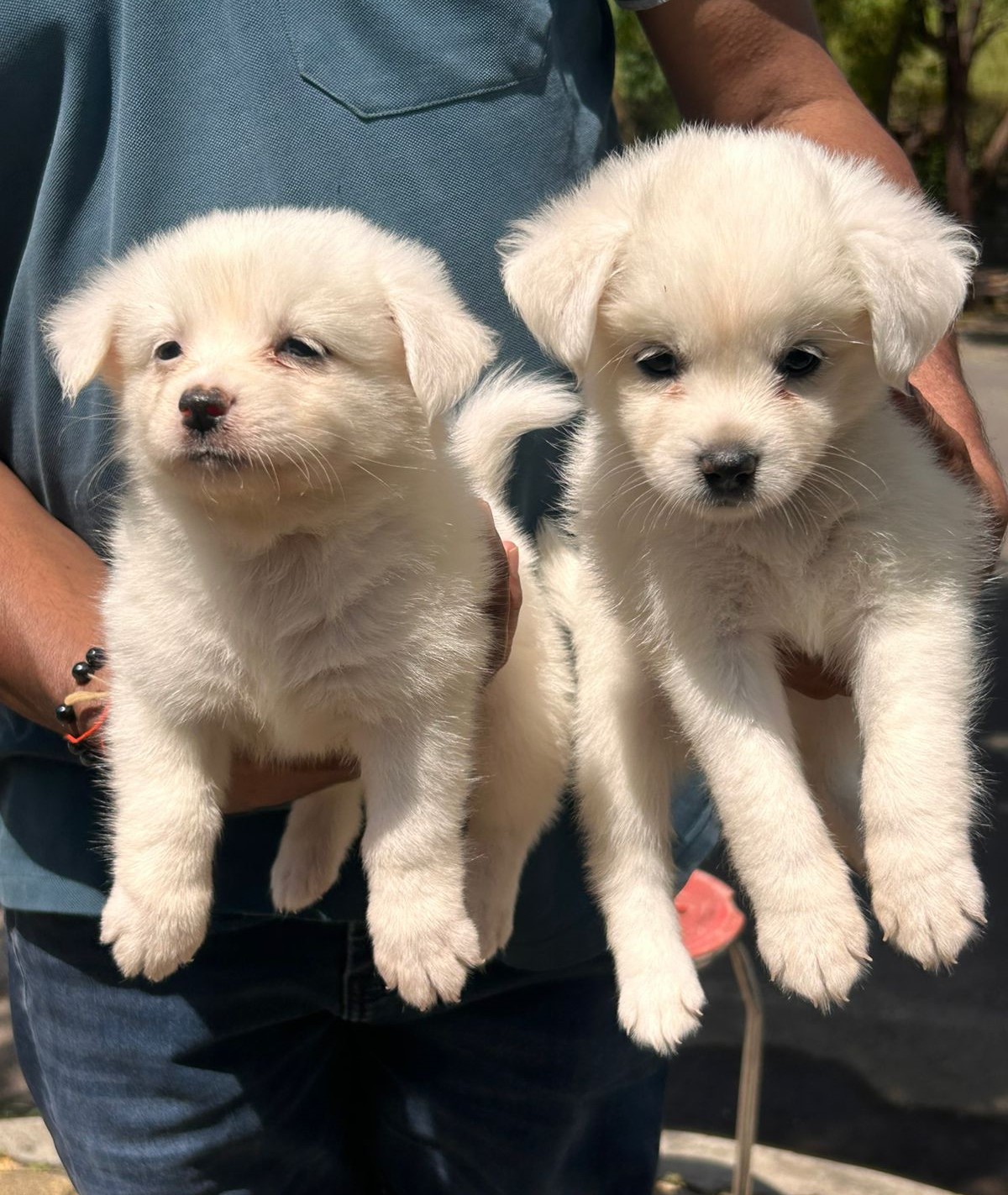 Pomeranian male puppy price in India