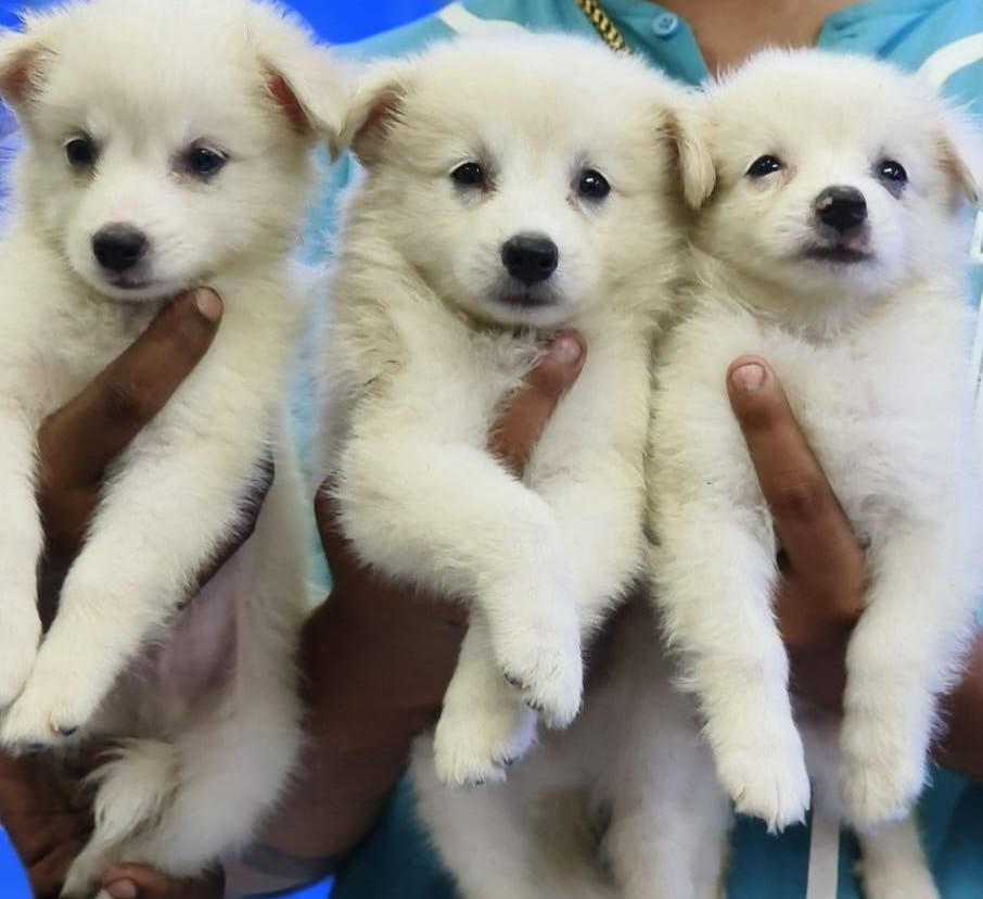 Pomeranian dog for sale in India