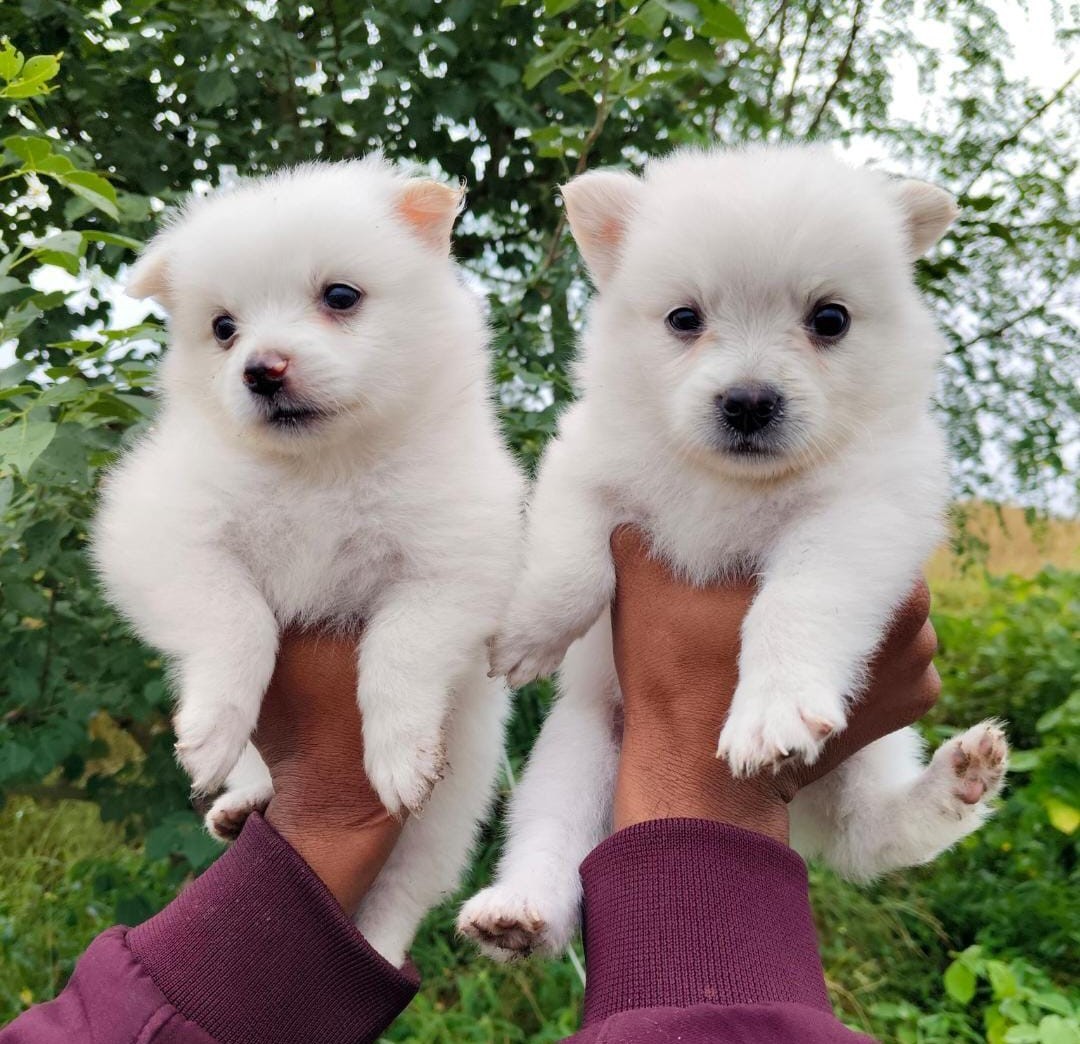 Pomeranian dog kennel in India