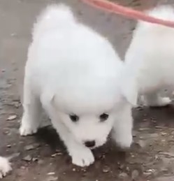 Pomeranian puppies for sale in kolkata