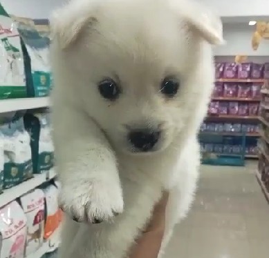 Pomeranian puppies for sale online in kolkata