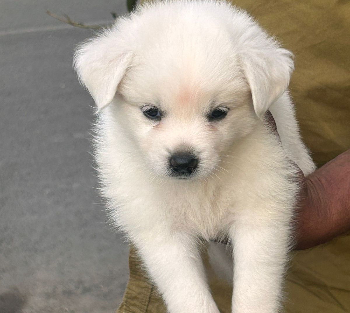 Pomeranian dog price in kolkata