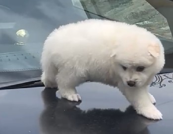 Pomeranian dog kennel in kolkata