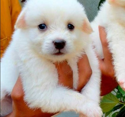 Buy pomeranian puppies in mumbai