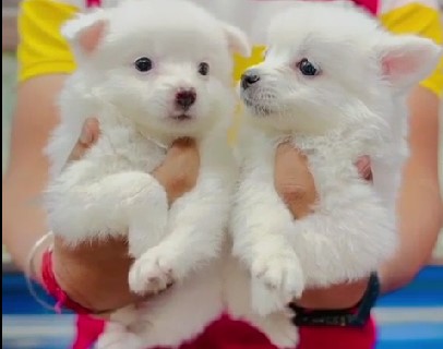 Pomeranian puppies for sale online in mumbai