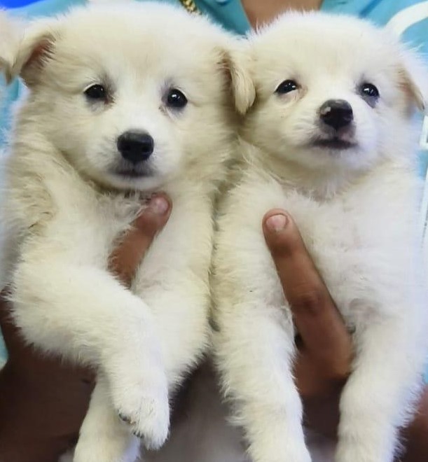 Pomeranian dog price in pune