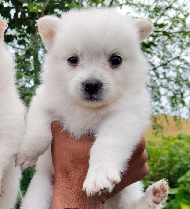 Pomeranian puppies for sale online in pune