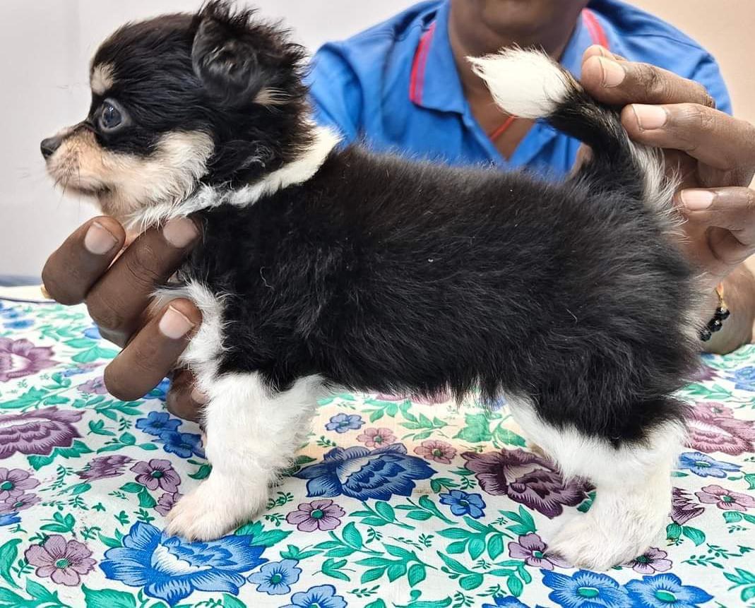 KCI registered pomeranian puppies price in pune