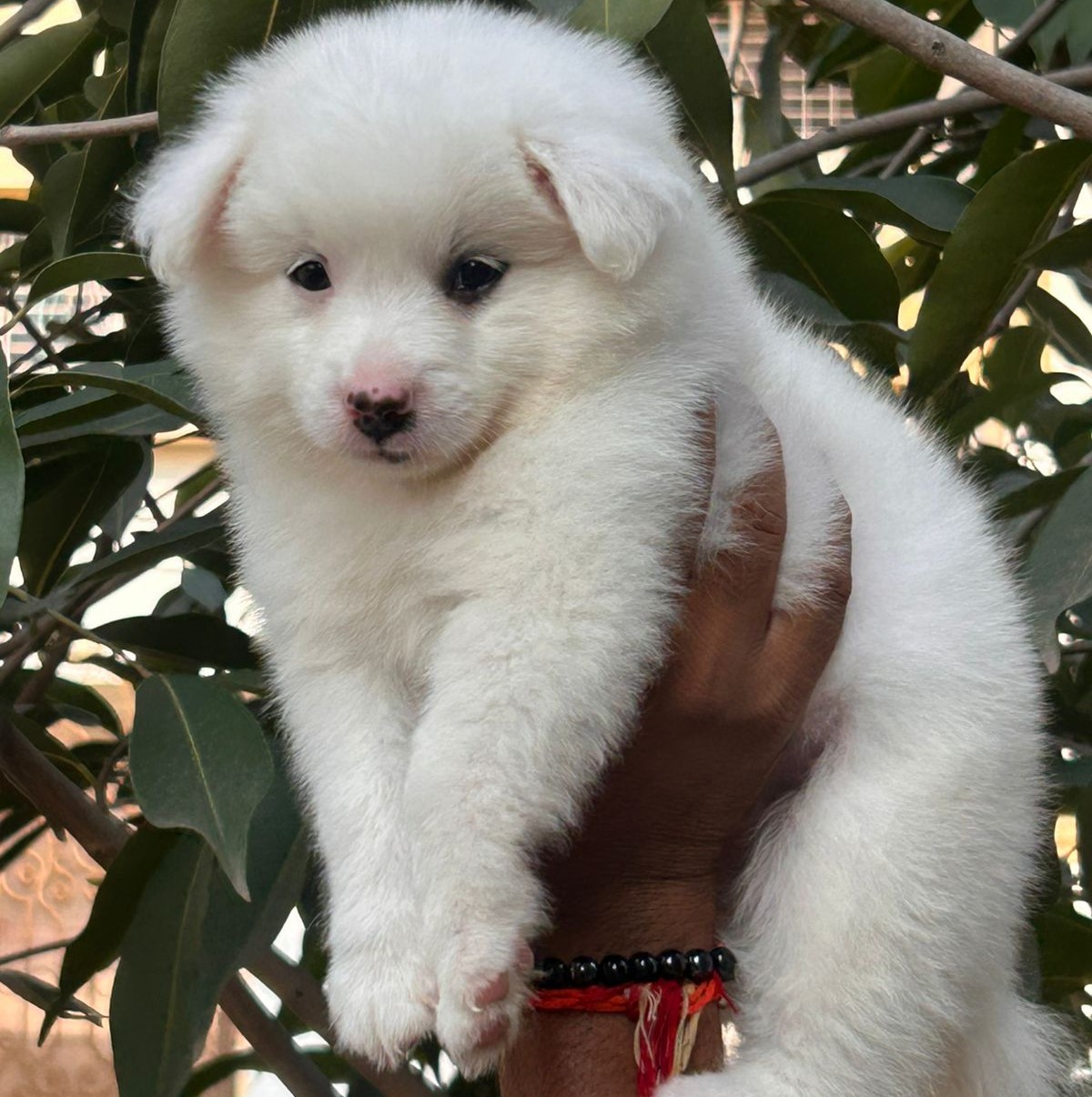 Pomeranian dog for sale in pune