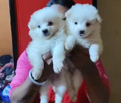 Champion lineage pomeranian puppies for sale in pune