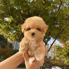 Poodle puppy price in Delhi