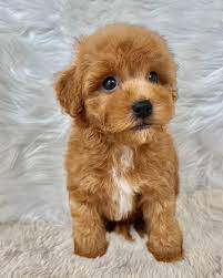 Poodle dog price in Delhi