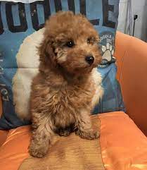 Poodle male puppy price in Delhi