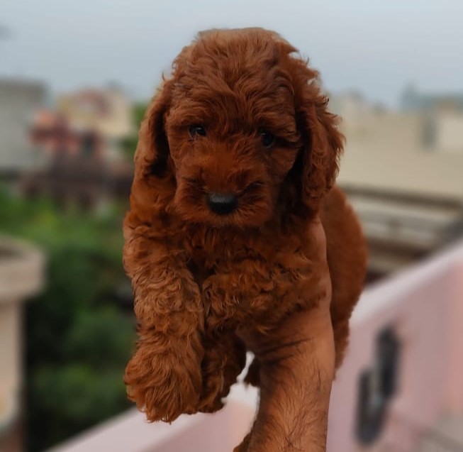 Poodle male puppy price in India