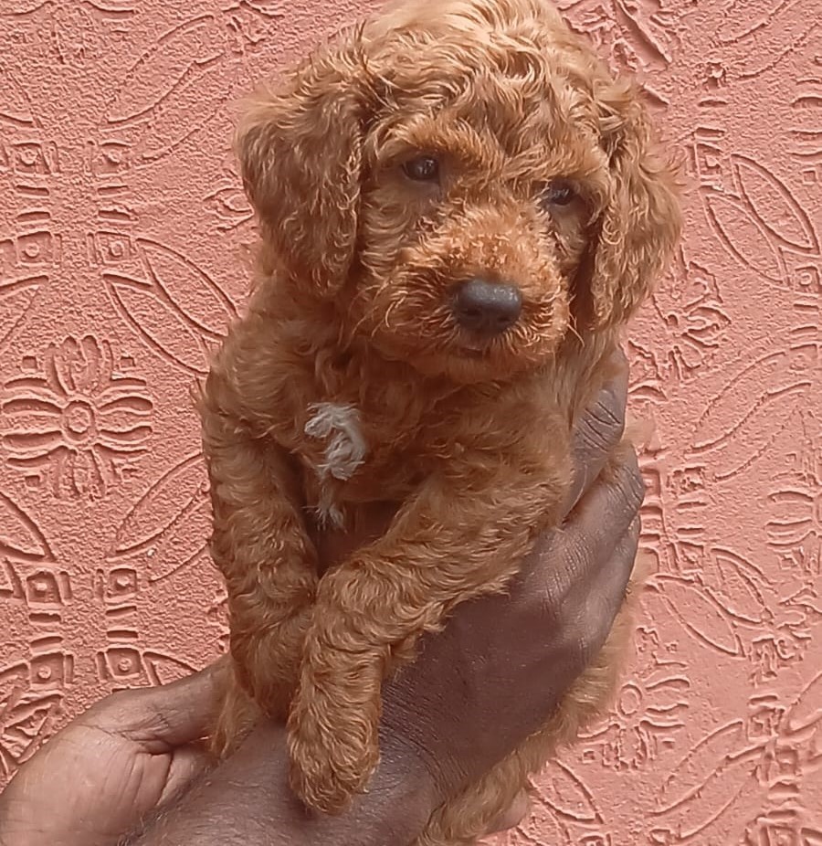 Buy Poodle online in India